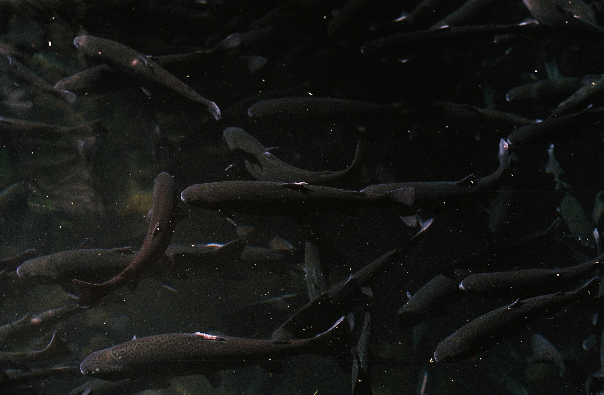 a large group of fish swimming in a body of water